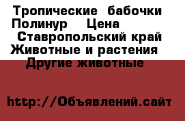 Тропические  бабочки  Полинур  › Цена ­ 2 500 - Ставропольский край Животные и растения » Другие животные   